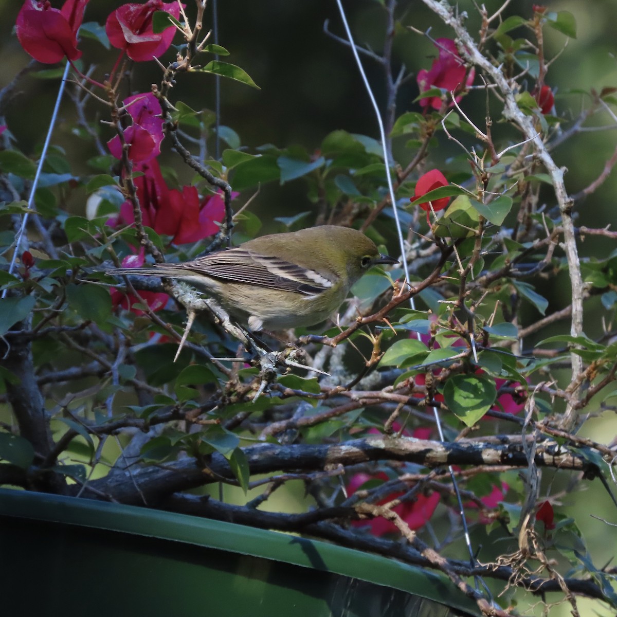 Pine Warbler - ML644564091