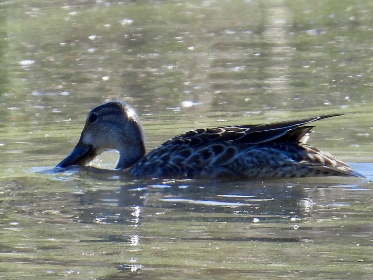 Cerceta Aliazul - ML644564106