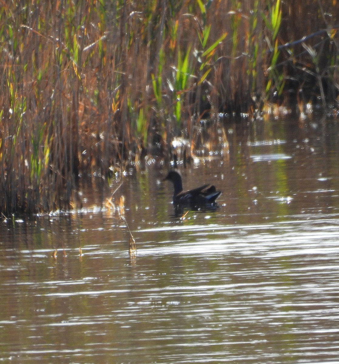 סופית אמריקנית - ML644564108