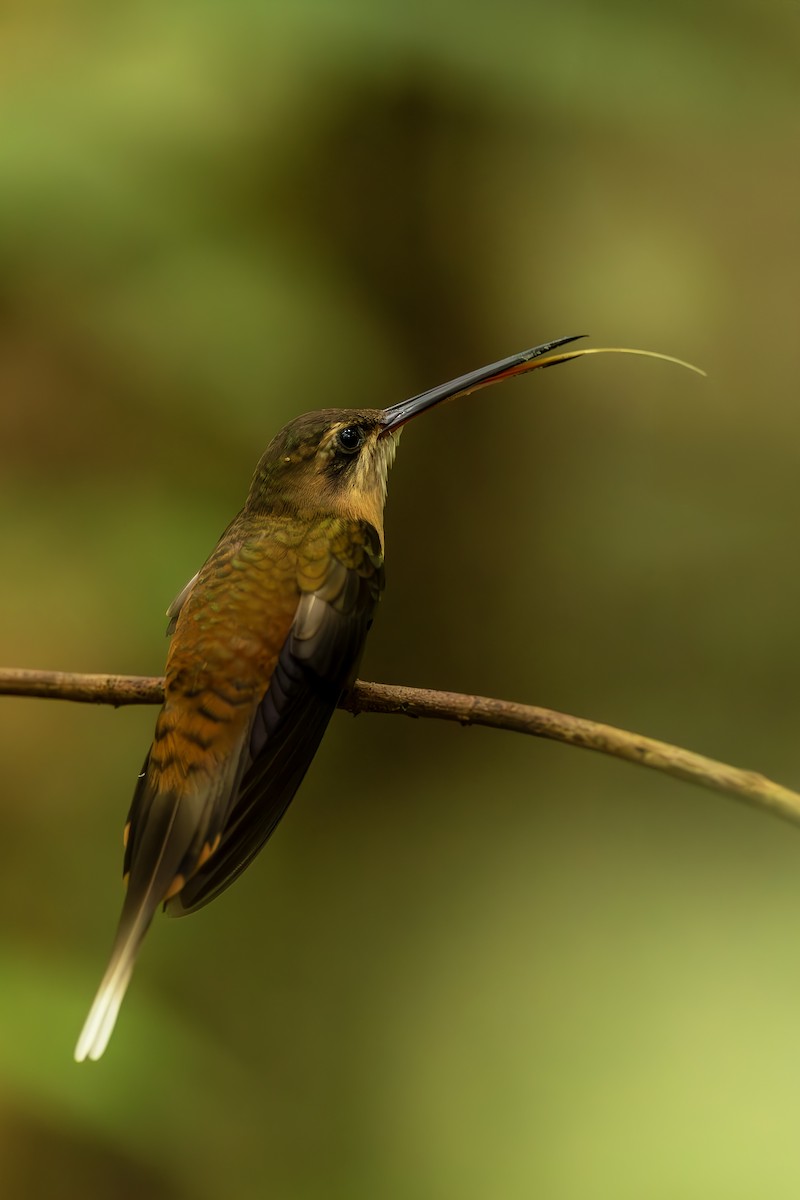 kolibřík olivohřbetý - ML644564122