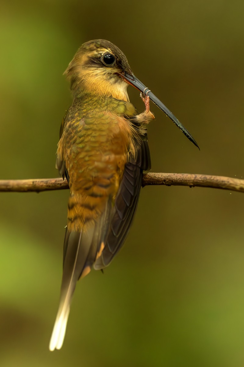 kolibřík olivohřbetý - ML644564123