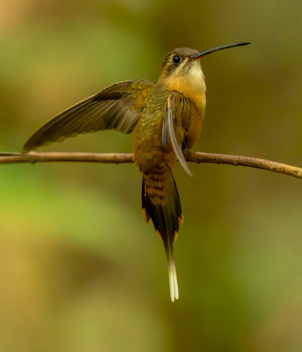 kolibřík olivohřbetý - ML644564124