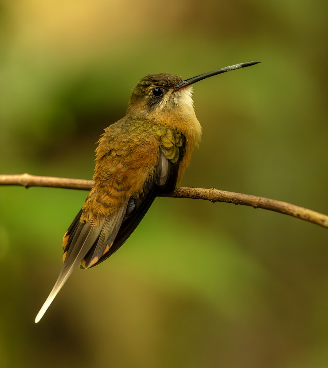 kolibřík olivohřbetý - ML644564125