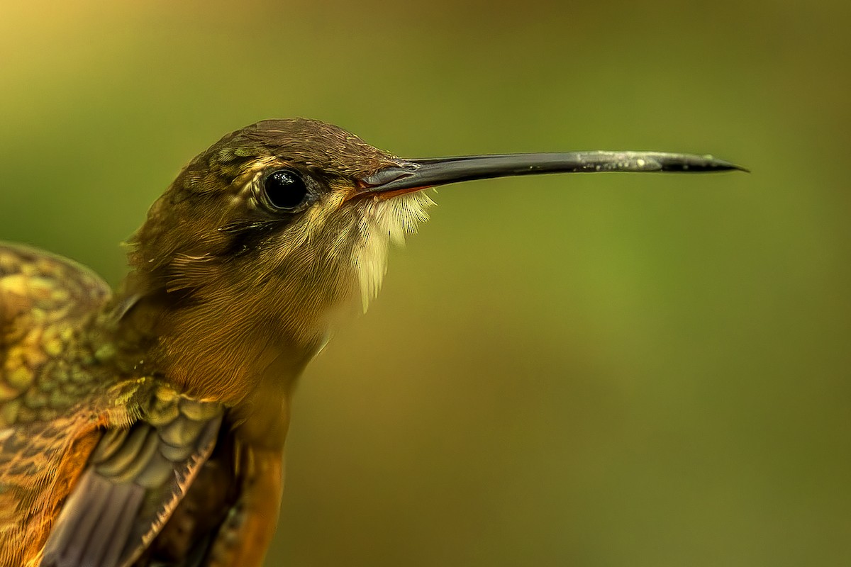 kolibřík olivohřbetý - ML644564126