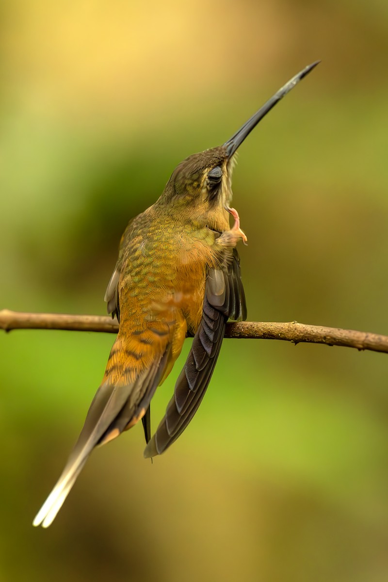 kolibřík olivohřbetý - ML644564127