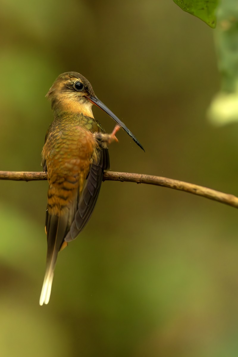 kolibřík olivohřbetý - ML644564128