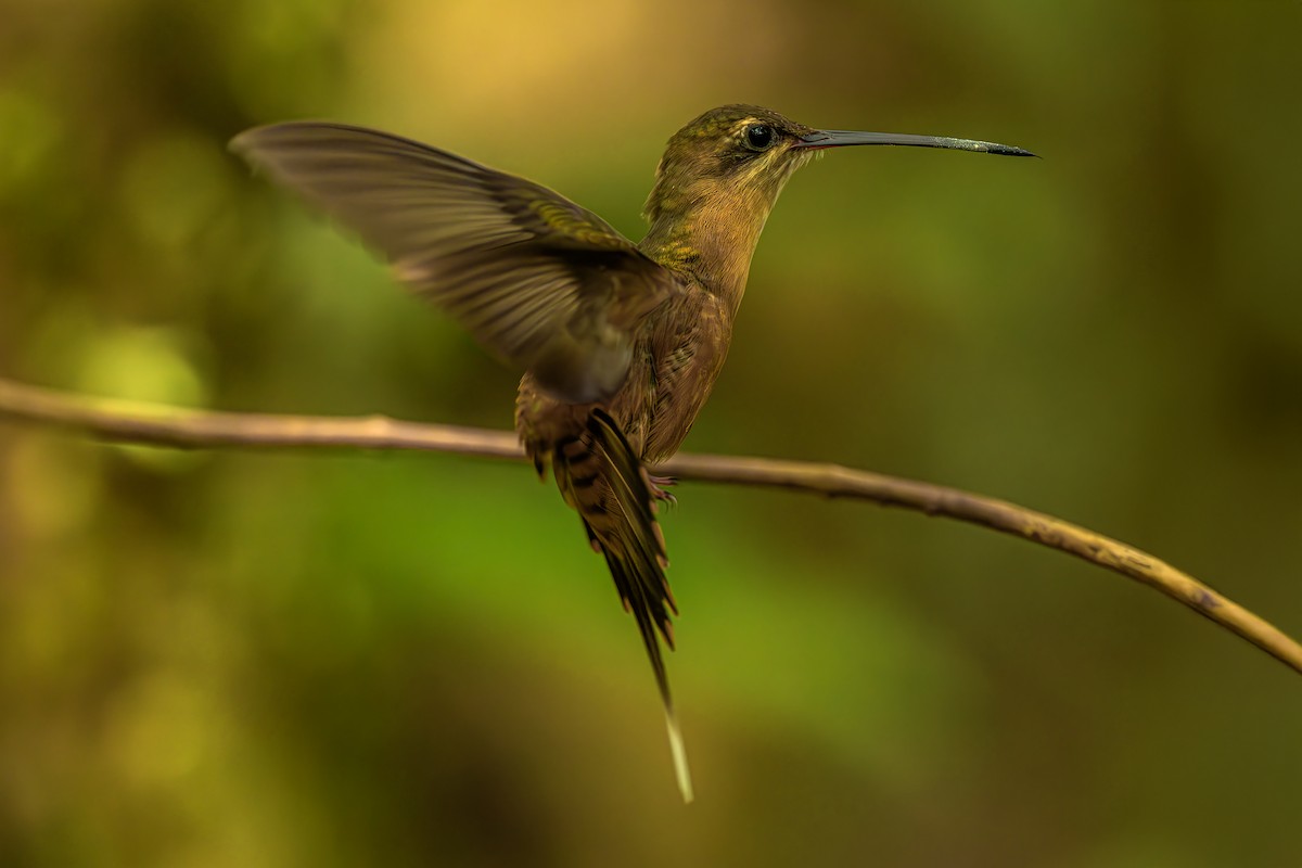 kolibřík olivohřbetý - ML644564129