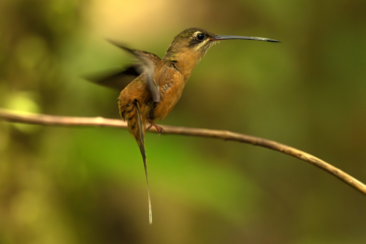 kolibřík olivohřbetý - ML644564130