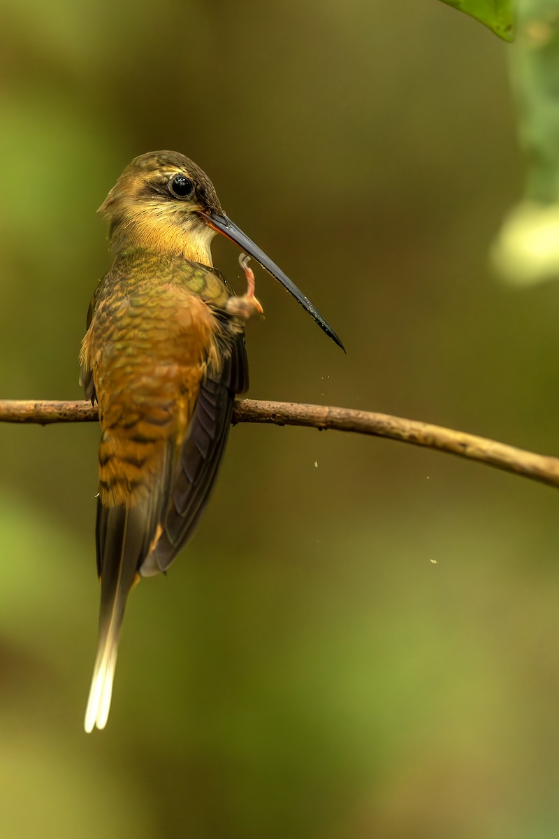 kolibřík olivohřbetý - ML644564131