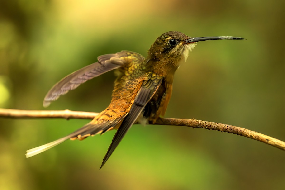 kolibřík olivohřbetý - ML644564132