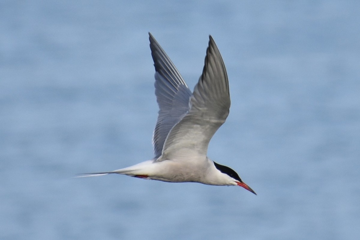 Txenada arrunta - ML644564142