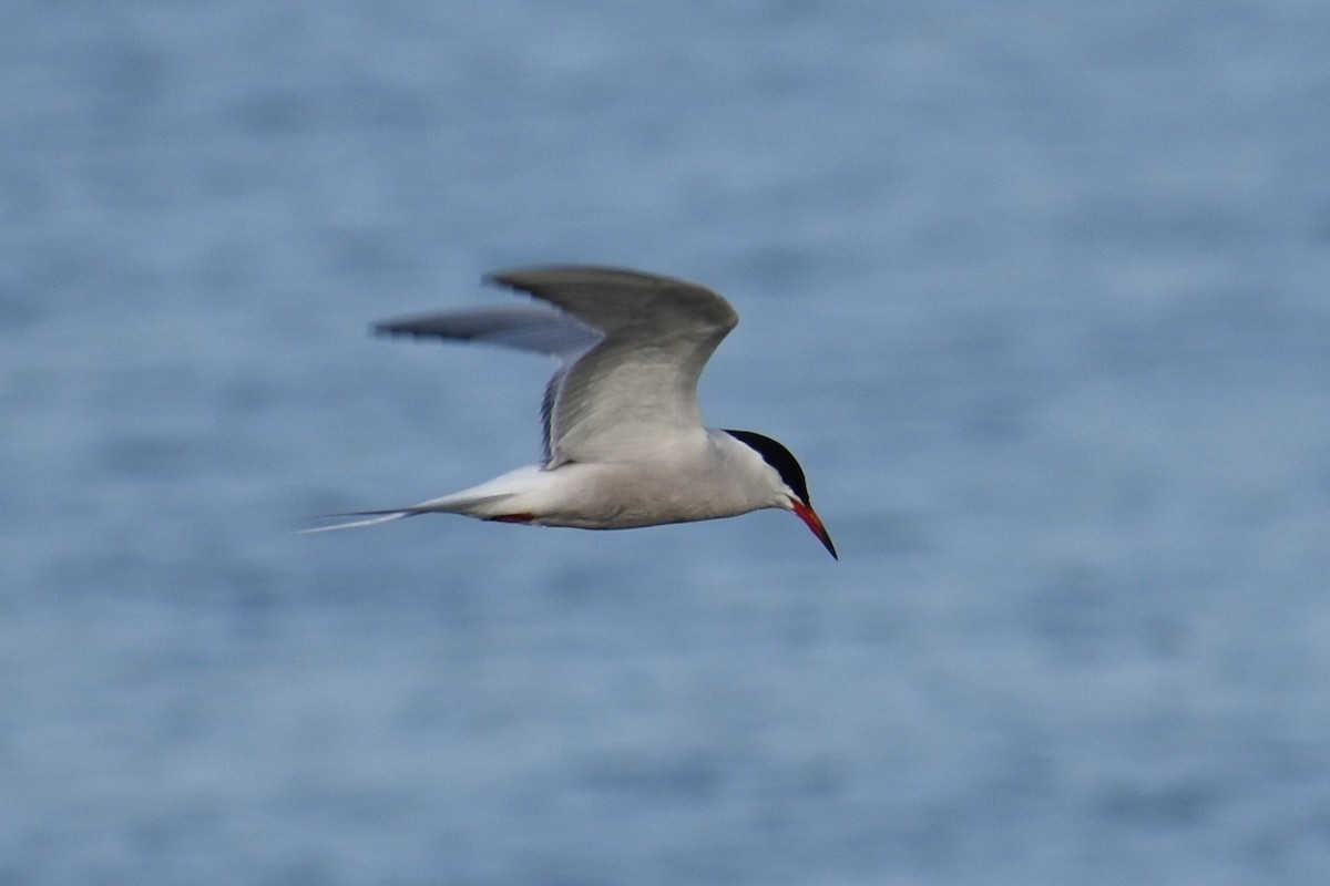 Txenada arrunta - ML644564143