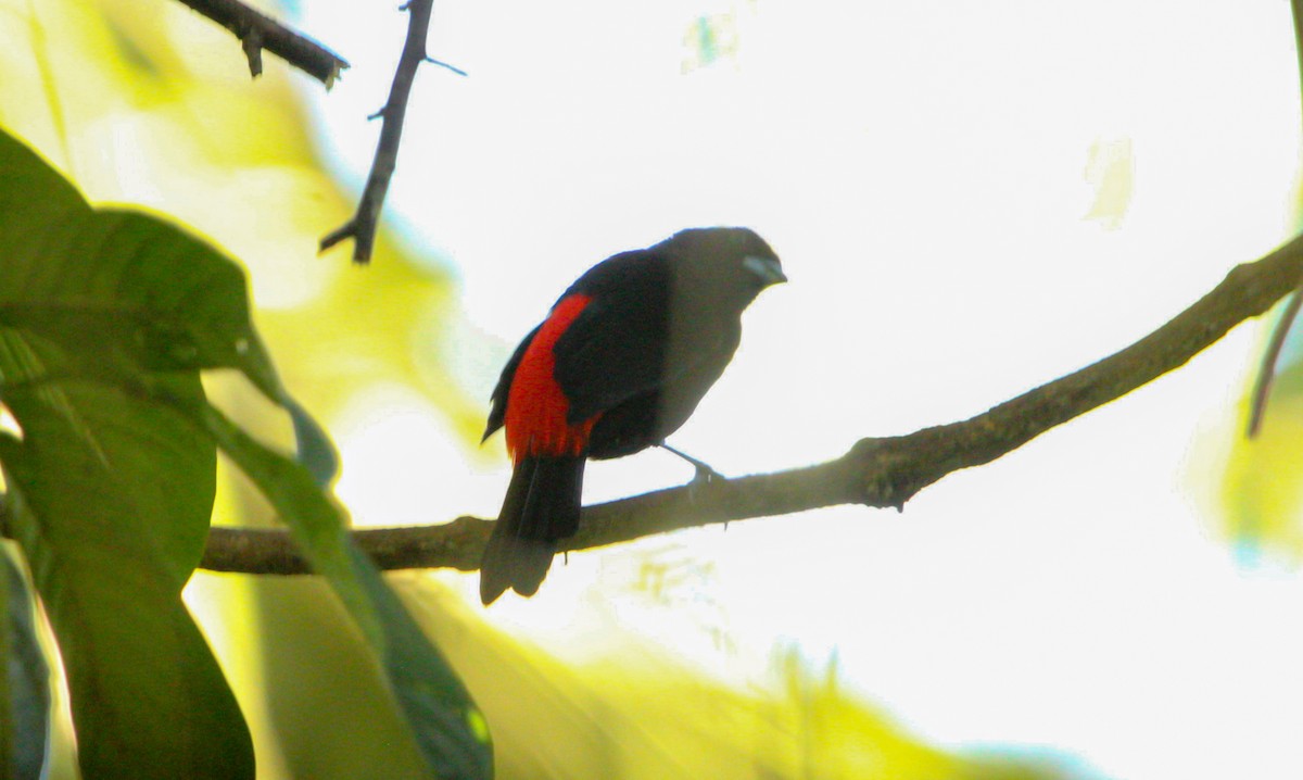 Scarlet-rumped Tanager - ML644564144