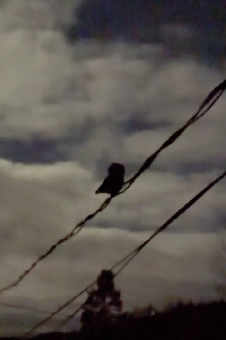 Northern Saw-whet Owl - ML644564145