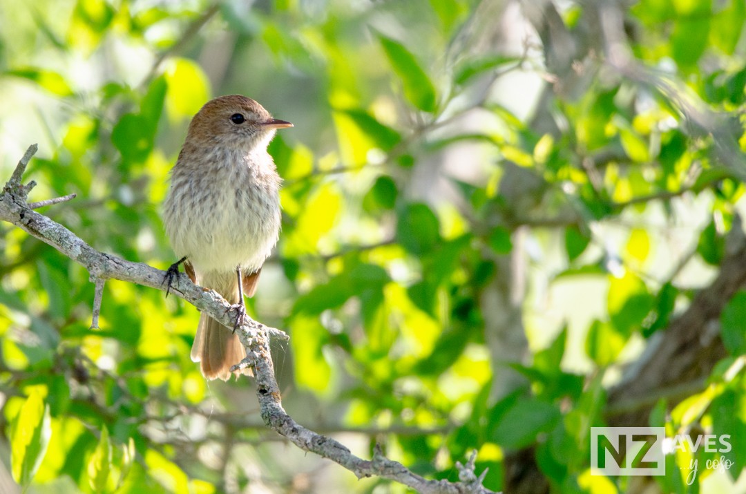 Bran-colored Flycatcher - ML644564146