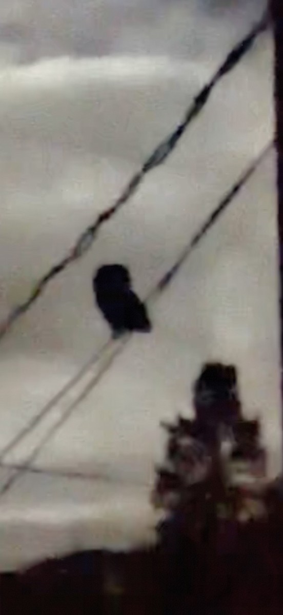 Northern Saw-whet Owl - ML644564148