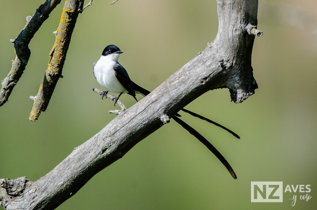 Fork-tailed Flycatcher - ML644564151