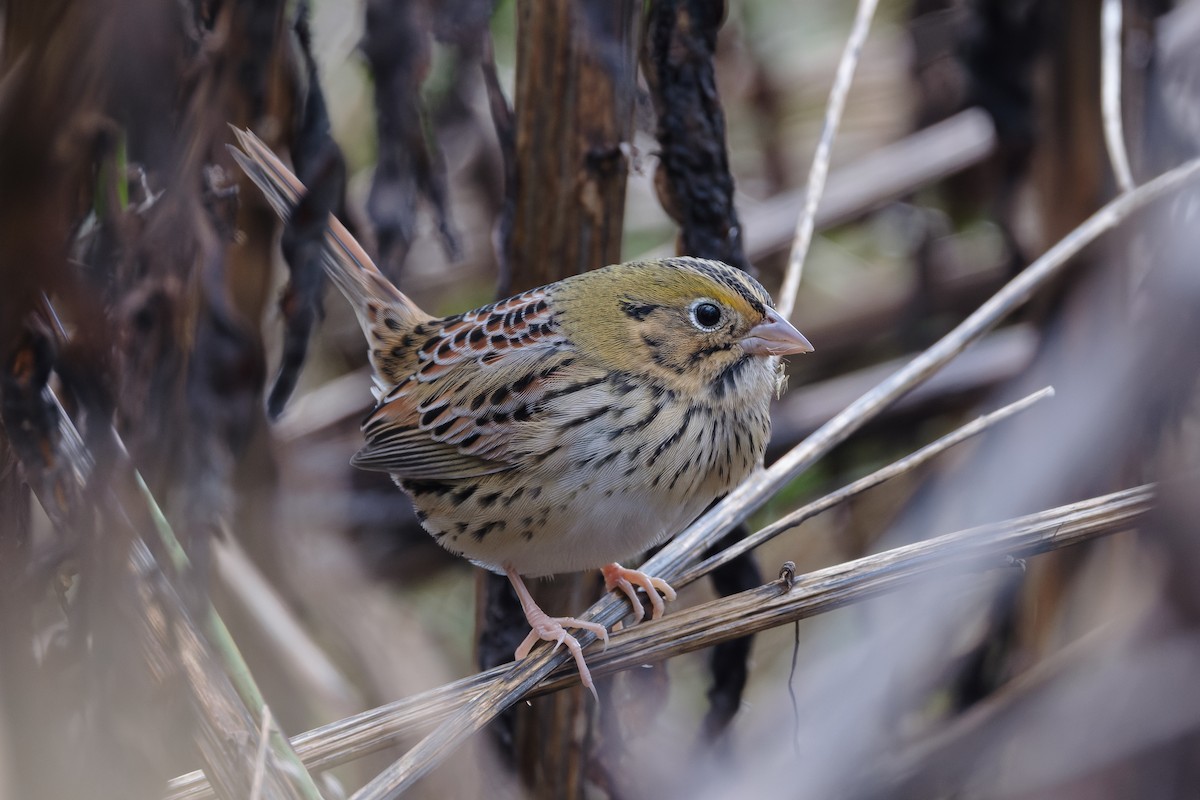 Henslow's Sparrow - ML644564153