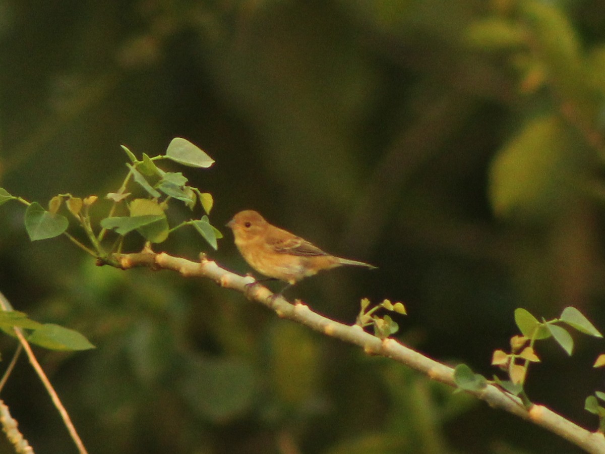 Indigo Bunting - ML644564154