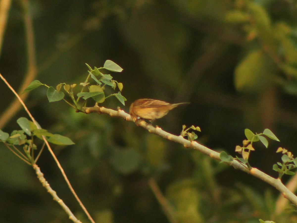 Indigo Bunting - ML644564155
