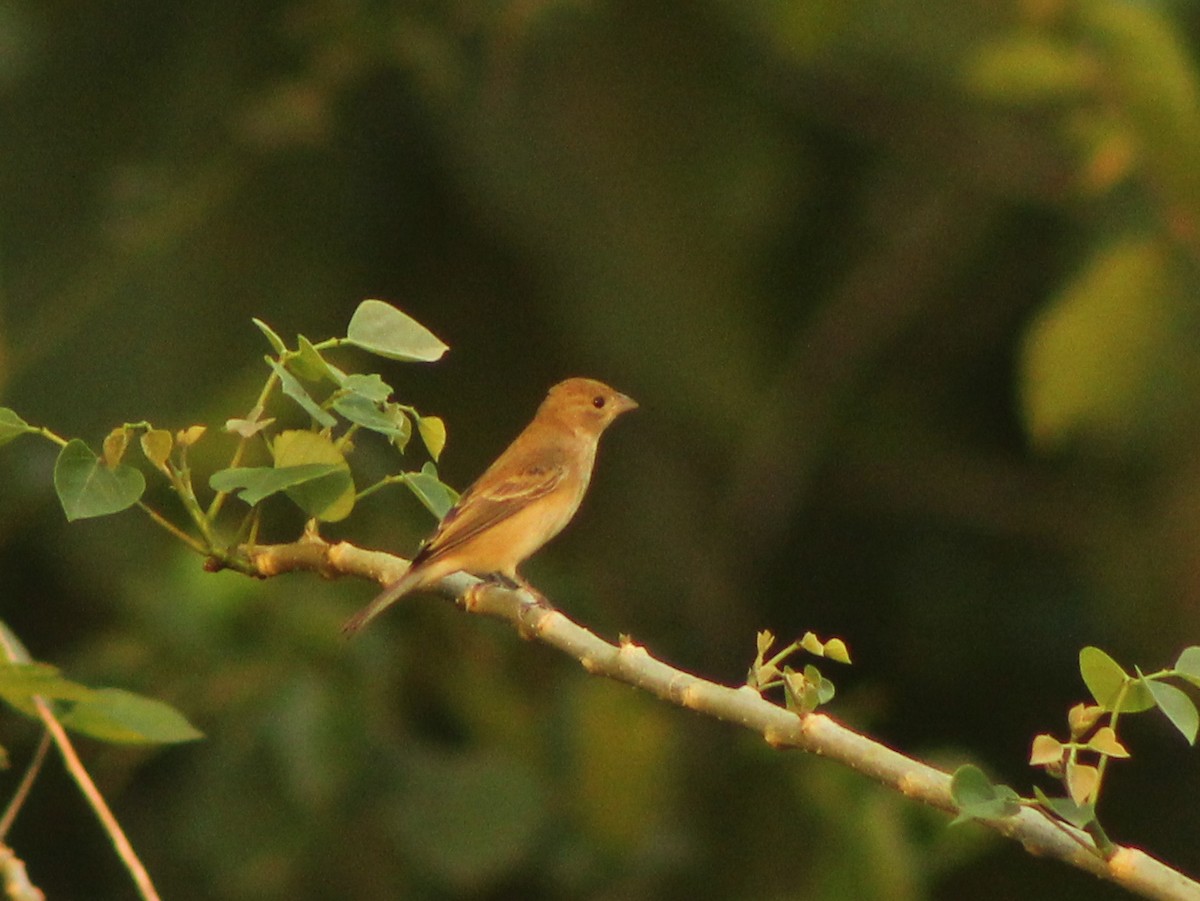 Indigo Bunting - ML644564156
