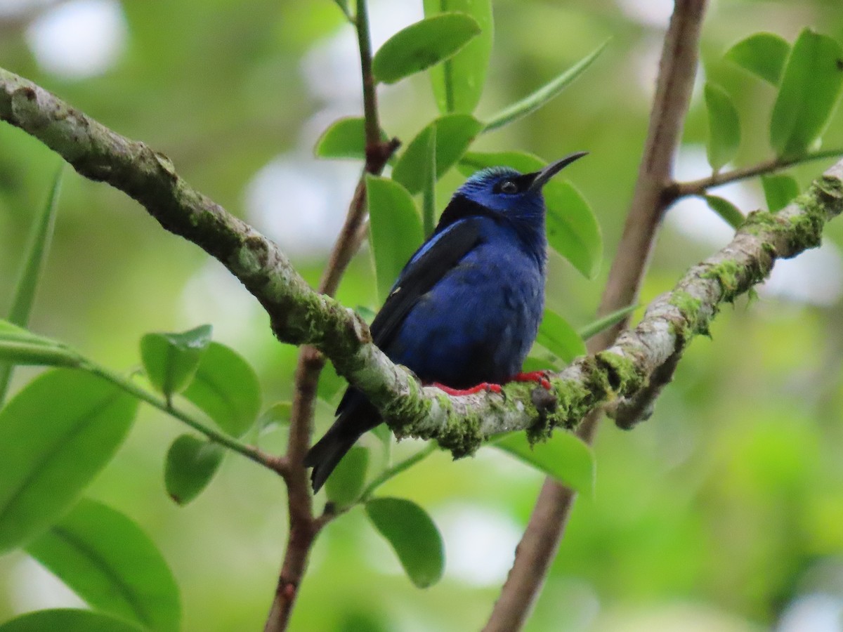 Танагра-медоїд бірюзова - ML644564157