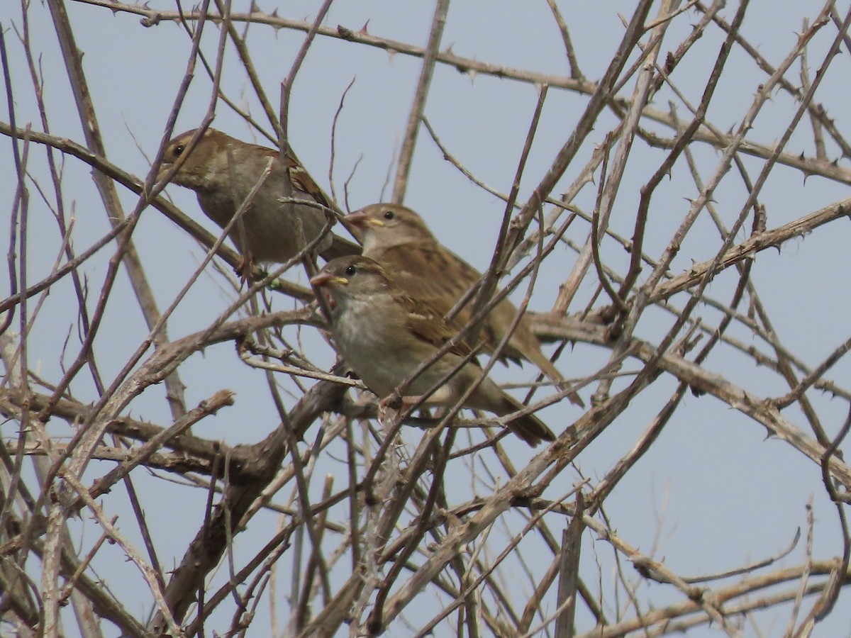 House Sparrow - ML644564160
