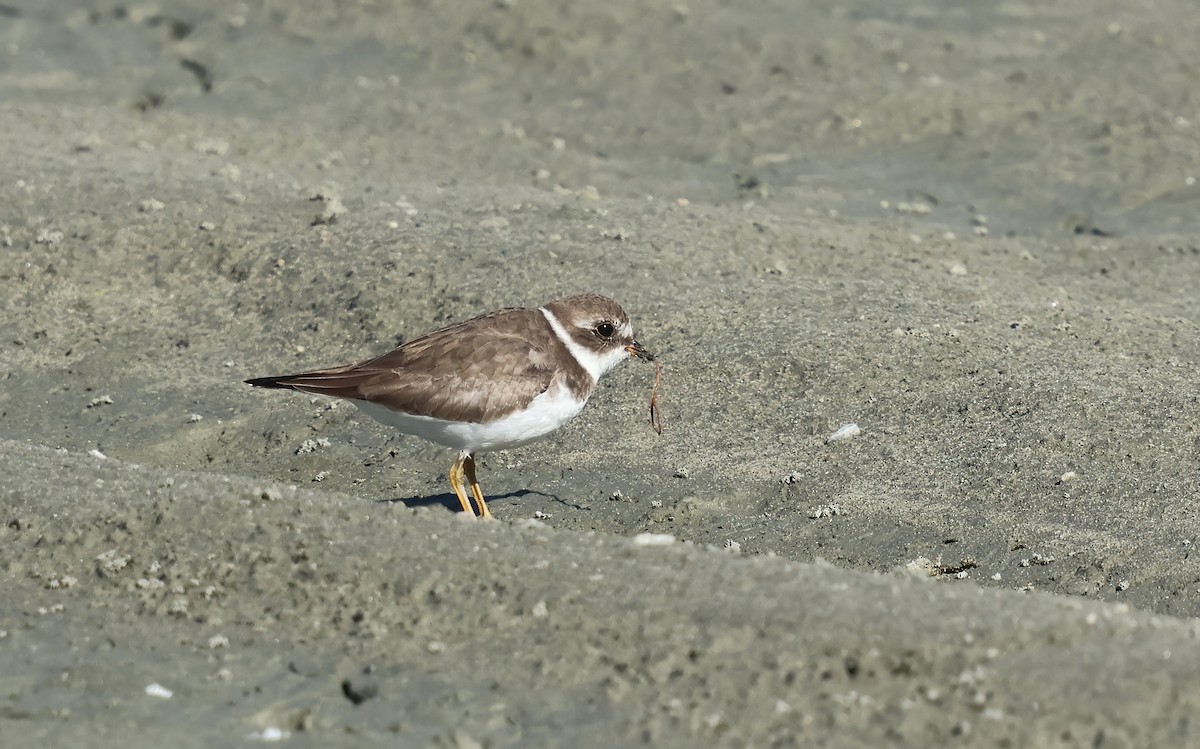 Semipalmated Plover - ML644564161