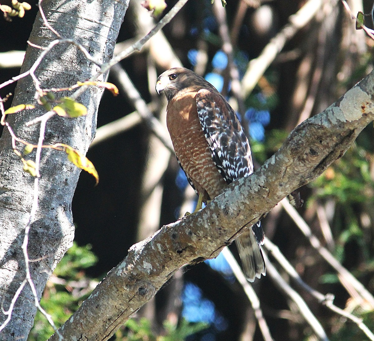Red-shouldered Hawk (elegans) - ML644564165