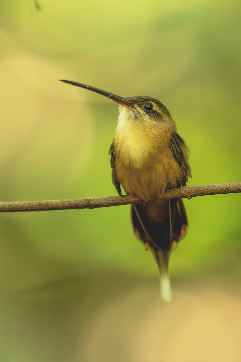 kolibřík olivohřbetý - ML644564168