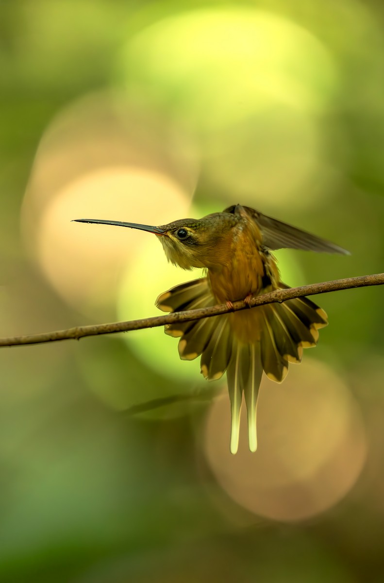 kolibřík olivohřbetý - ML644564169