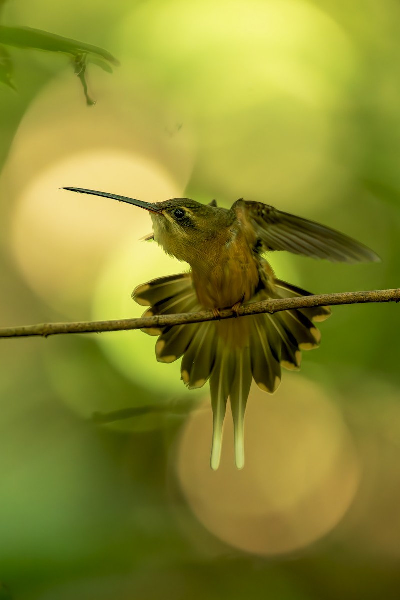 kolibřík olivohřbetý - ML644564171