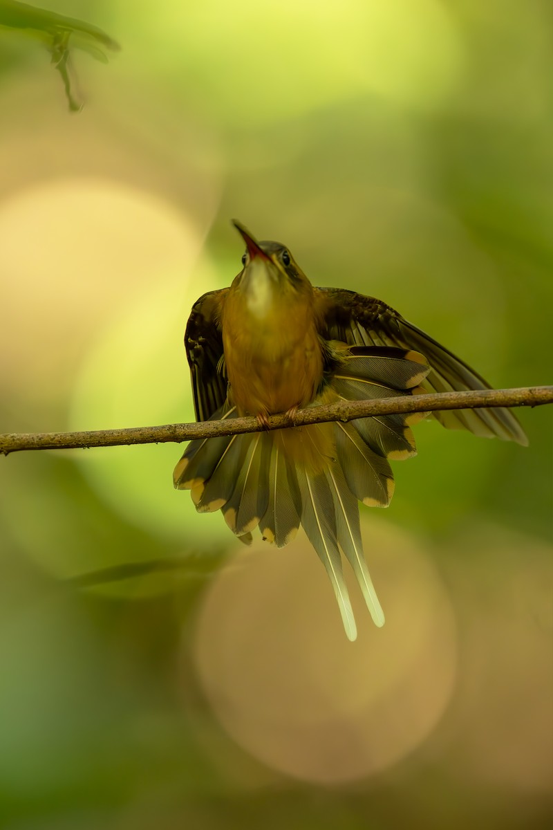 kolibřík olivohřbetý - ML644564172