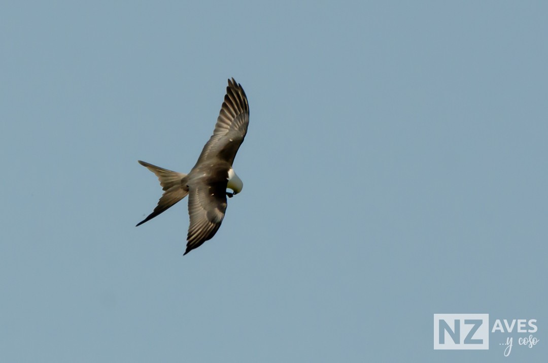 Elano miru-buztana - ML644564173