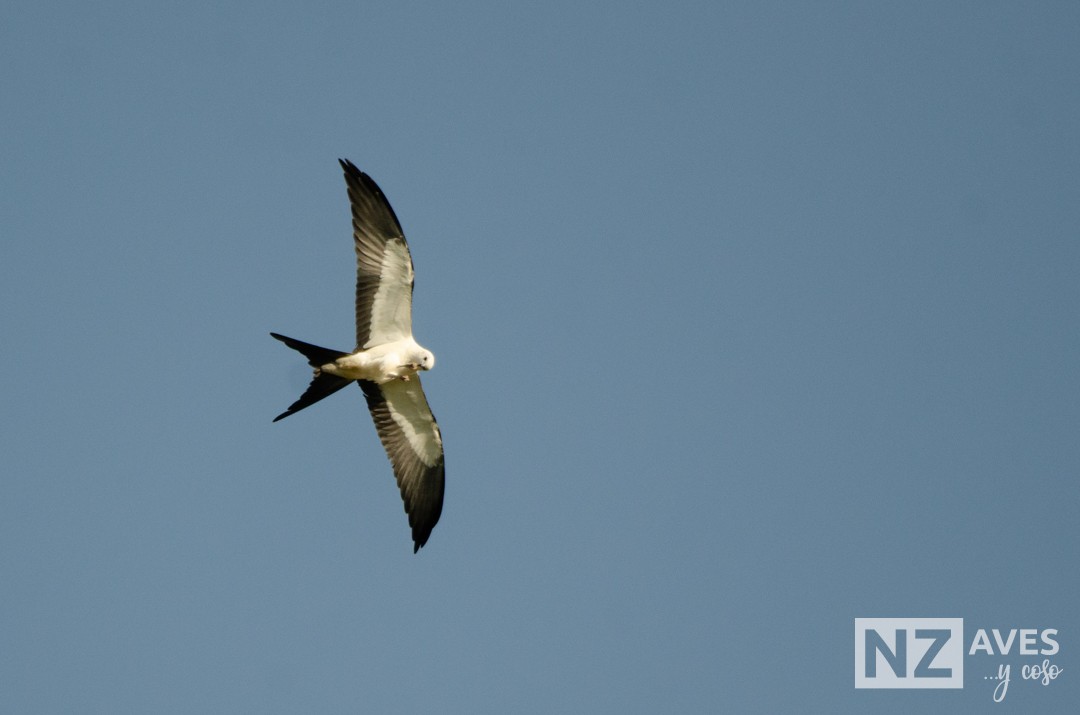 Elano miru-buztana - ML644564175