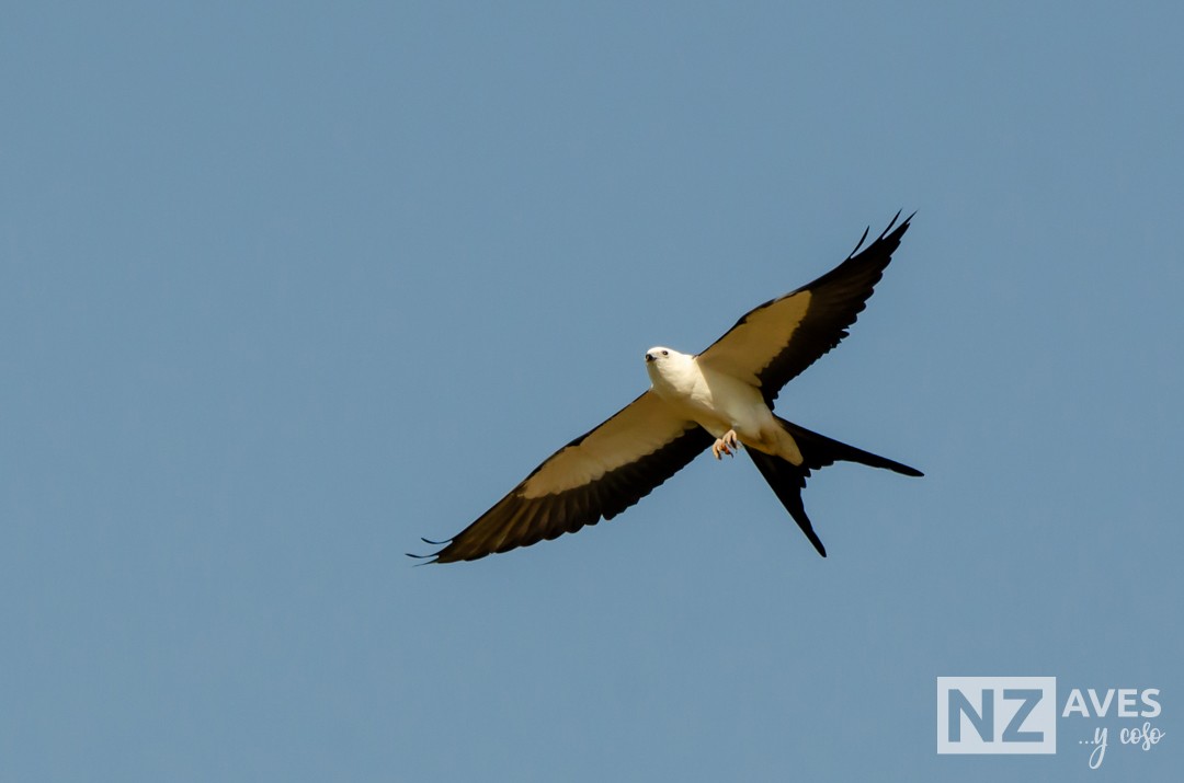 Elano miru-buztana - ML644564176