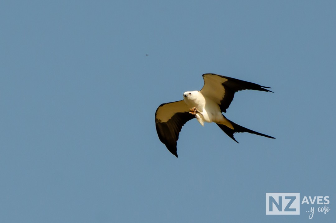 Elano miru-buztana - ML644564177