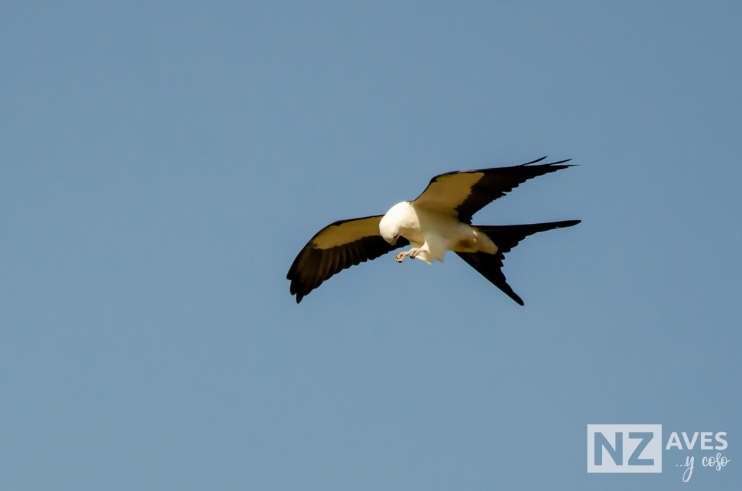 Elano miru-buztana - ML644564178