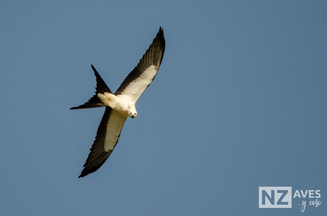 Elano miru-buztana - ML644564181