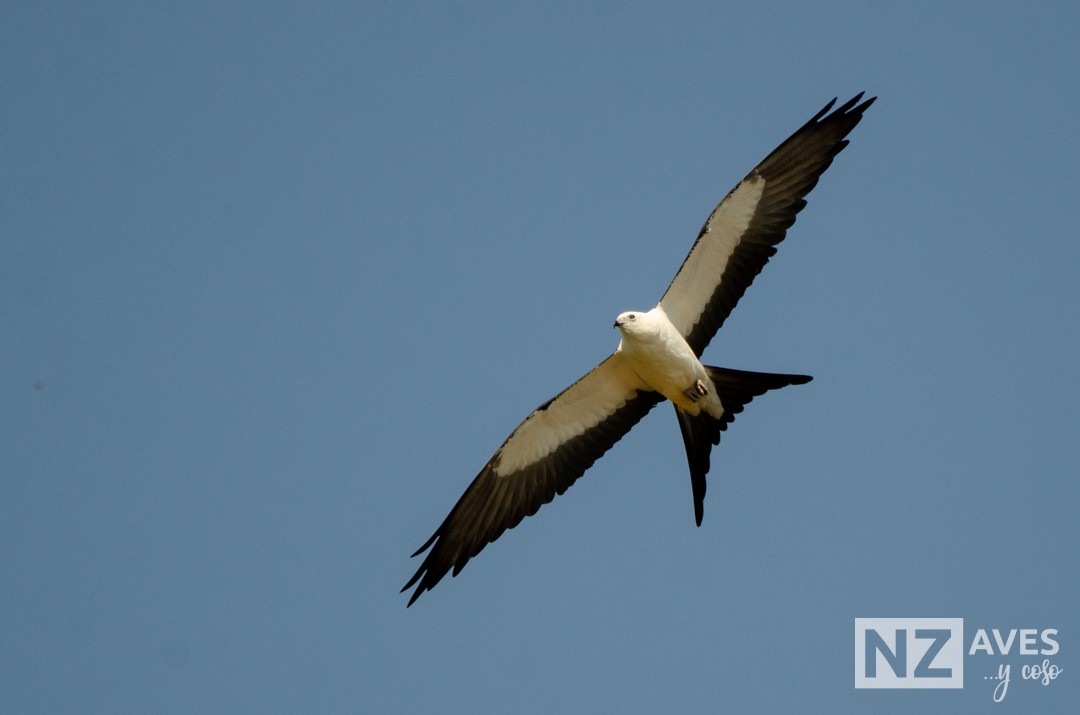 Elano miru-buztana - ML644564182