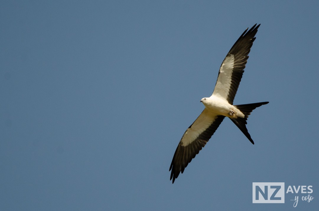 Elano miru-buztana - ML644564183