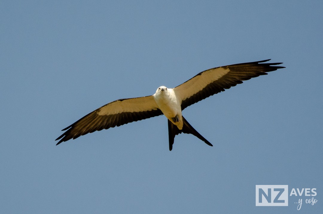 Elano miru-buztana - ML644564184