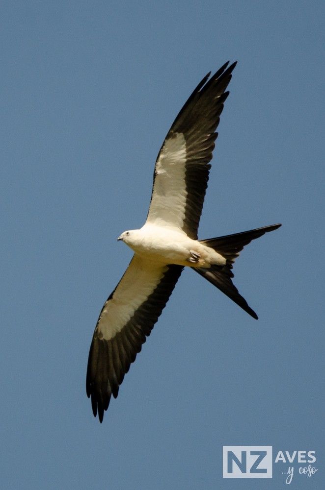 Elano miru-buztana - ML644564185