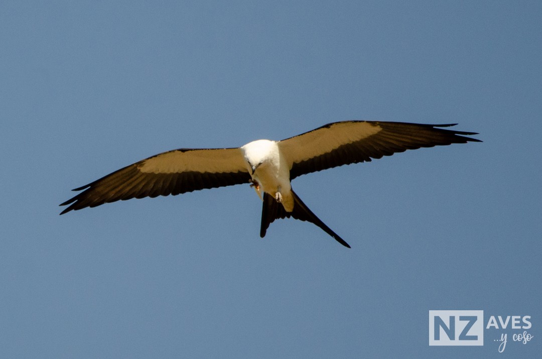 Elano miru-buztana - ML644564186