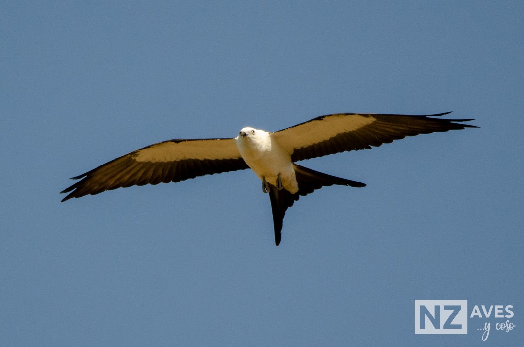 Elano miru-buztana - ML644564187