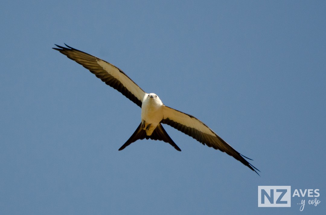 Elano miru-buztana - ML644564189