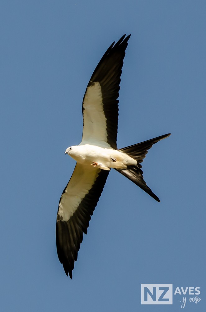 Elano miru-buztana - ML644564190