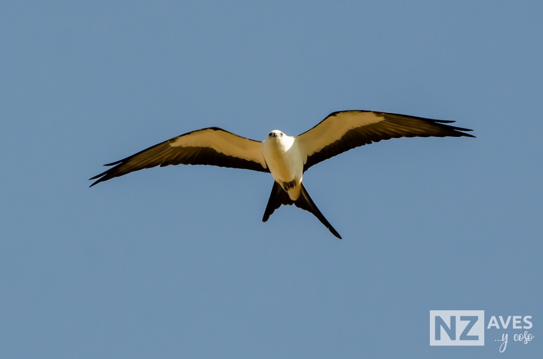 Elano miru-buztana - ML644564191