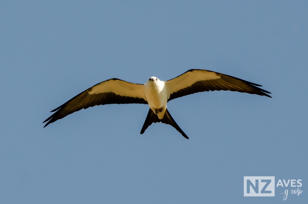 Elano miru-buztana - ML644564192