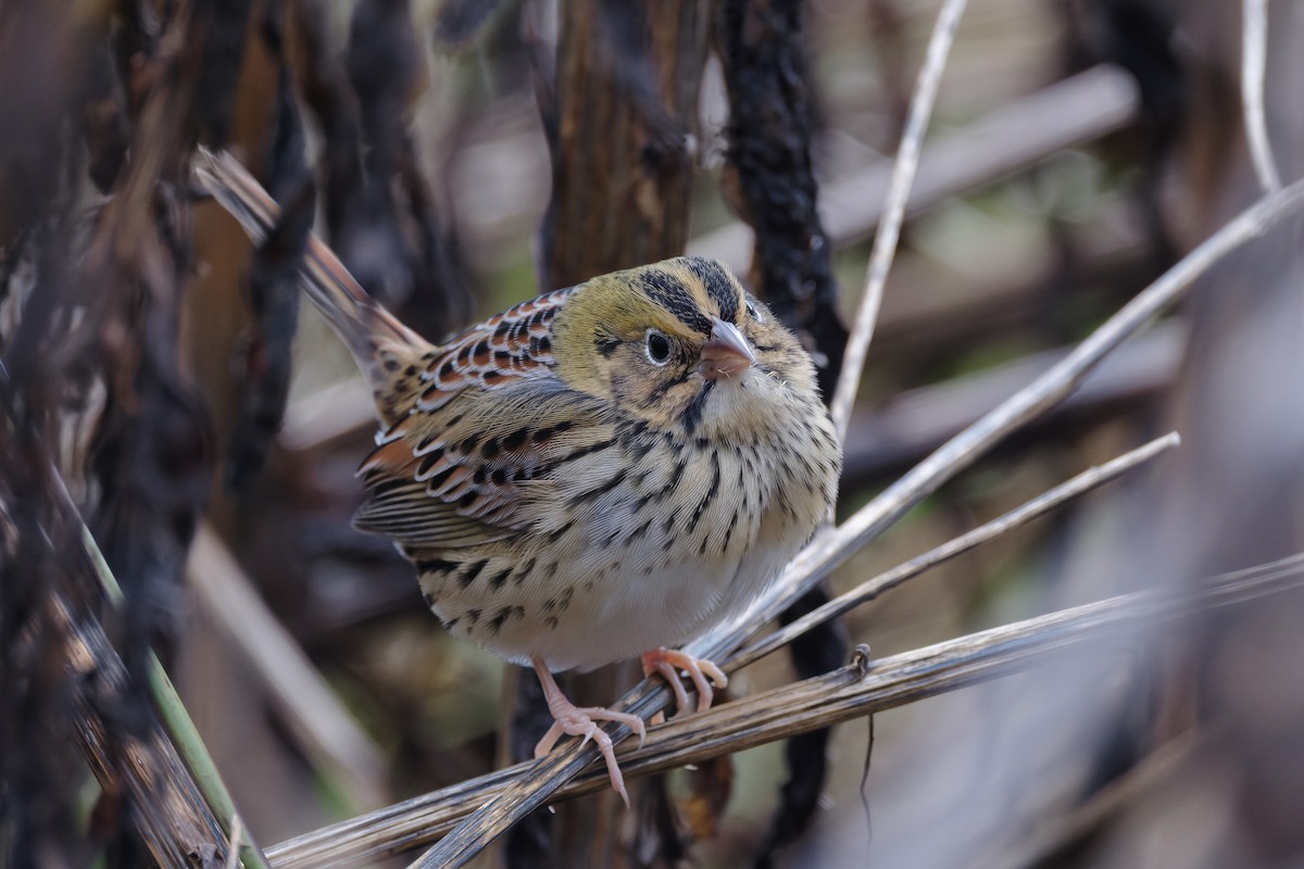 Henslow's Sparrow - ML644564202